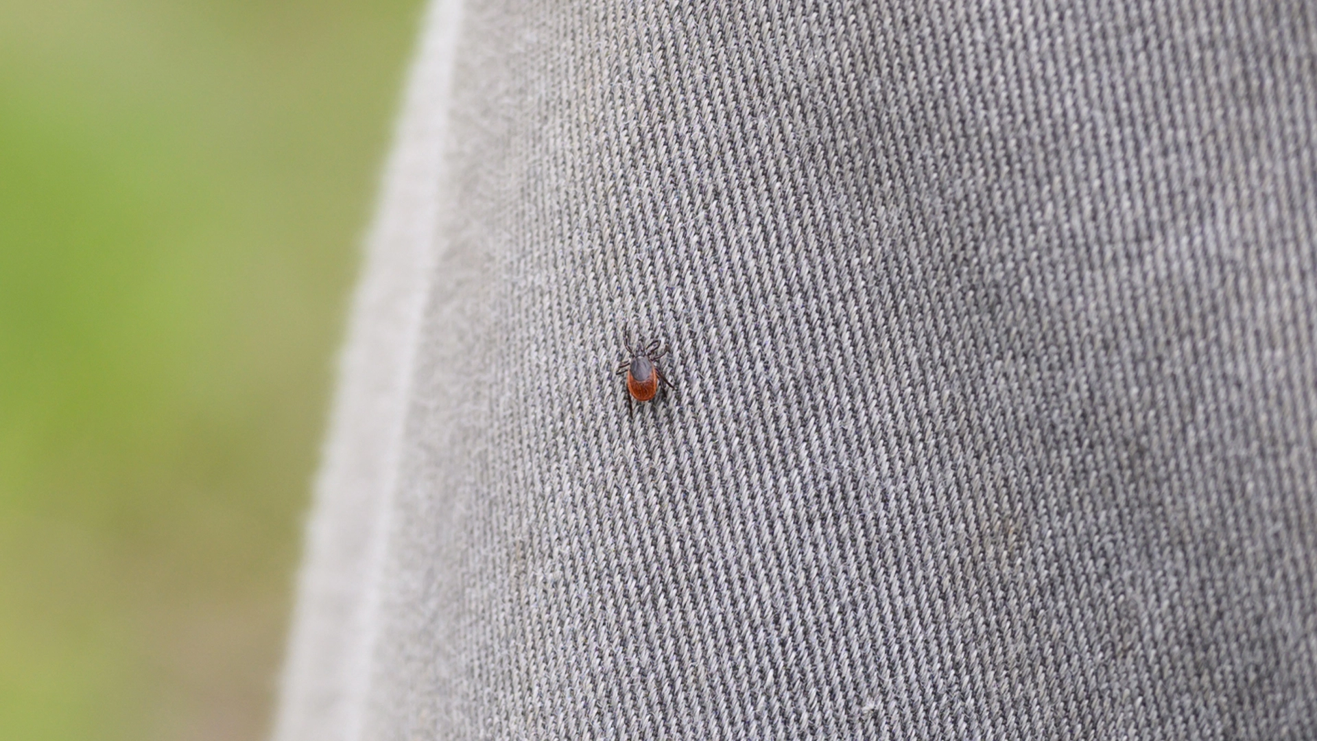 CONGO CRIMEAN FEVER visual data 8